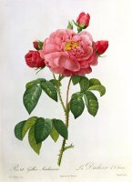 Rosa Gallica Aurelianensis by Pierre Joseph Redoute