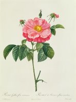 Rosa Gallica Flore Marmoreo by Pierre Joseph Redoute