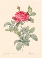 Rosa Gallica Pontiana by Pierre Joseph Redoute