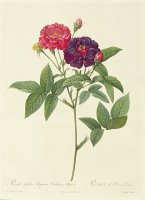 Rosa Gallica Purpurea Velutina by Pierre Joseph Redoute