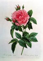 Rosa Gallica Regallis by Pierre Joseph Redoute