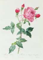 Rosa Indica by Pierre Joseph Redoute