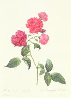 Rosa Indica Caryophyllea by Pierre Joseph Redoute