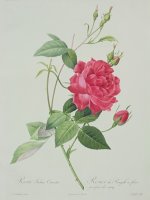 Rosa indica cruenta by Pierre Joseph Redoute