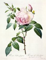 Rosa Indica Fragrans by Pierre Joseph Redoute