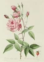 Rosa Indica Vulgaris by Pierre Joseph Redoute