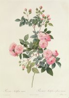 Rosa Multiflora Carnea by Pierre Joseph Redoute