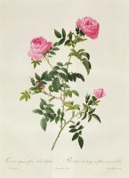 Rosa Sepium Flore Submultiplici by Pierre Joseph Redoute