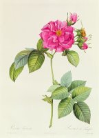 Rosa Turbinata by Pierre Joseph Redoute