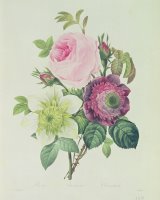 Rose by Pierre Joseph Redoute