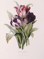 Tulips by Pierre Joseph Redoute