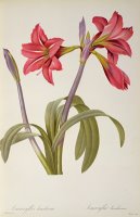 Amaryllis Brasiliensis by Pierre Redoute