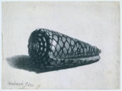 Cone Shell (conus Marmoreus) by Rembrandt
