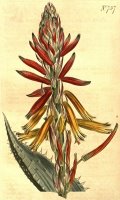 Aloe Humilis 1804 by Sydenham Teast Edwards