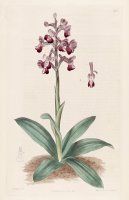 Anacamptis Longicornu (orchis Longicornu) 1817 by Sydenham Teast Edwards