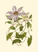 Blossoming Vine III by Sydenham Teast Edwards