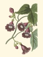 Blossoming Vine V by Sydenham Teast Edwards