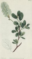 Botanical Engraving by Sydenham Teast Edwards