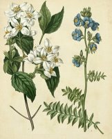 Cottage Florals I by Sydenham Teast Edwards