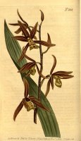 Cymbidium Sinense (as Epidendrum Sinense) 1806 by Sydenham Teast Edwards