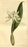 Epidendrum Fragrans 1669 by Sydenham Teast Edwards