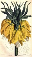 Fritillaria Imperialis (subgenus Petilium) 1809 by Sydenham Teast Edwards