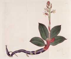 Ludisia Discolor (as Goodyera Discolor) 1818 by Sydenham Teast Edwards