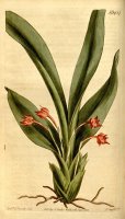 Maxillaria Coccinea 1812 by Sydenham Teast Edwards