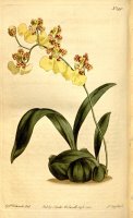 Oncidium Bifolium 1812 by Sydenham Teast Edwards