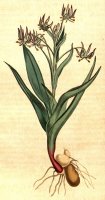 Ornithoglossum Viride 1807 by Sydenham Teast Edwards