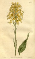 Platanthera Ciliaris (as Habenaria Ciliaris) 1814 by Sydenham Teast Edwards