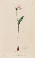 Pogonia Ophioglossoides 1816 by Sydenham Teast Edwards