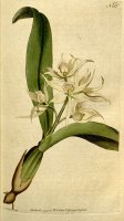 Prosthechea Fragrans (as Epidendrum Cochleatum Curtis) 1792 by Sydenham Teast Edwards