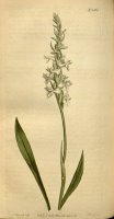 Spiranthes Cernua (as Neottia Cernua) 1813 by Sydenham Teast Edwards