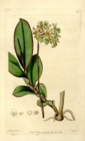 The Botanical Register 1815 by Sydenham Teast Edwards
