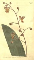 Trichocentrum Undulatum (as Epidendrum Undulatum) 1804 by Sydenham Teast Edwards