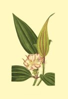 Tropical Ambrosia I by Sydenham Teast Edwards