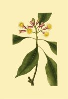 Tropical Ambrosia Iv by Sydenham Teast Edwards