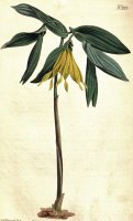 Uvularia Grandiflora 1808 by Sydenham Teast Edwards