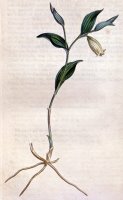 Uvularia Sessilifolia 1811 by Sydenham Teast Edwards