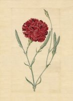 Wheatear Carnation by Sydenham Teast Edwards