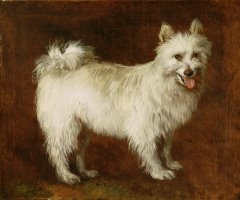 Spitz Dog by Thomas Gainsborough
