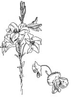 Lily And Poppy Flower Line Drawing by Walter Crane