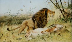 Lion And His Prey by Wilhelm Kuhnert