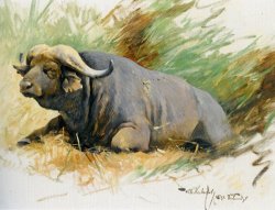 Studie Eines Kafferbuffels by Wilhelm Kuhnert