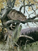 Wildcat In A Tree by Wilhelm Kuhnert