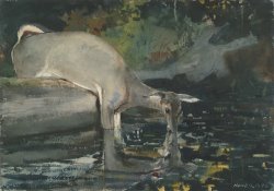 Deer Drinking by Winslow Homer