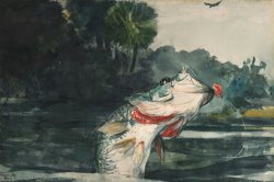 Life Size Black Bass by Winslow Homer