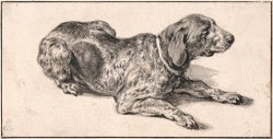 Reclining Dog 1645 by Aelbert Cuyp