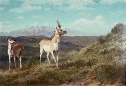Antelope by Albert Bierstadt